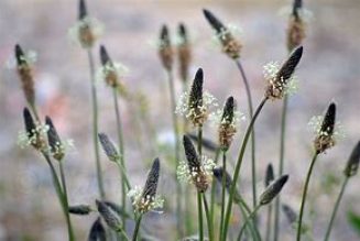 The Hedge Craft – Plantain (Plantago lanceolota)