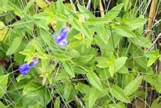 Skullcap (Scutulleria nodosa)