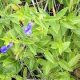 Skullcap (Scutulleria nodosa)