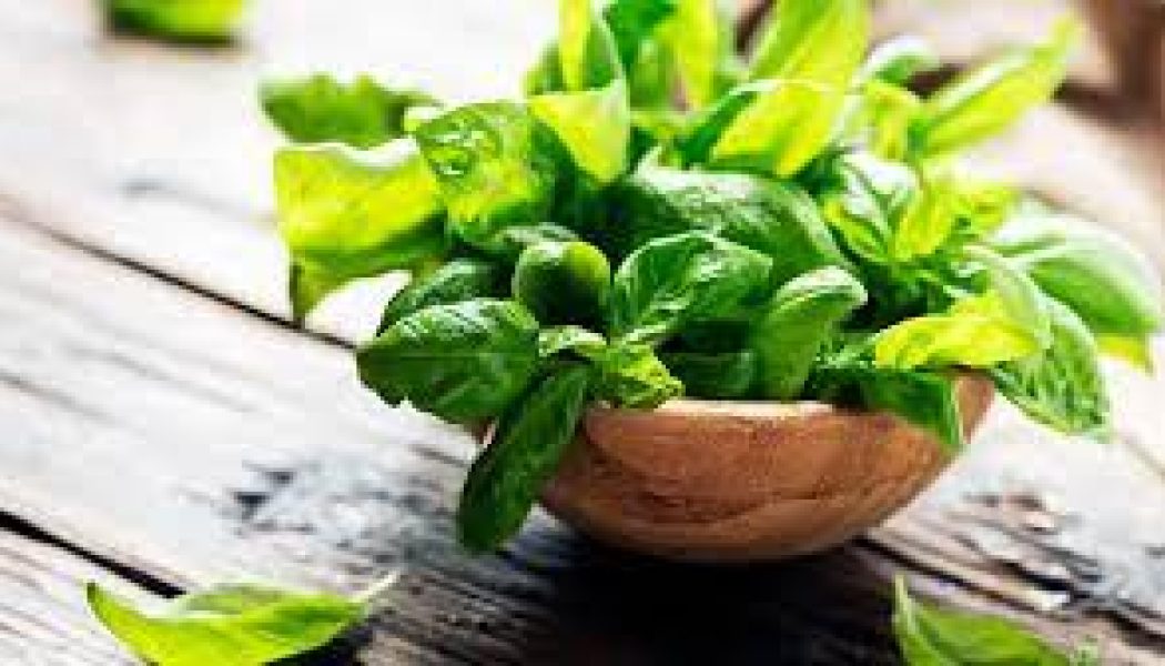 The Usage of Basil