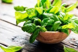 The Usage of Basil