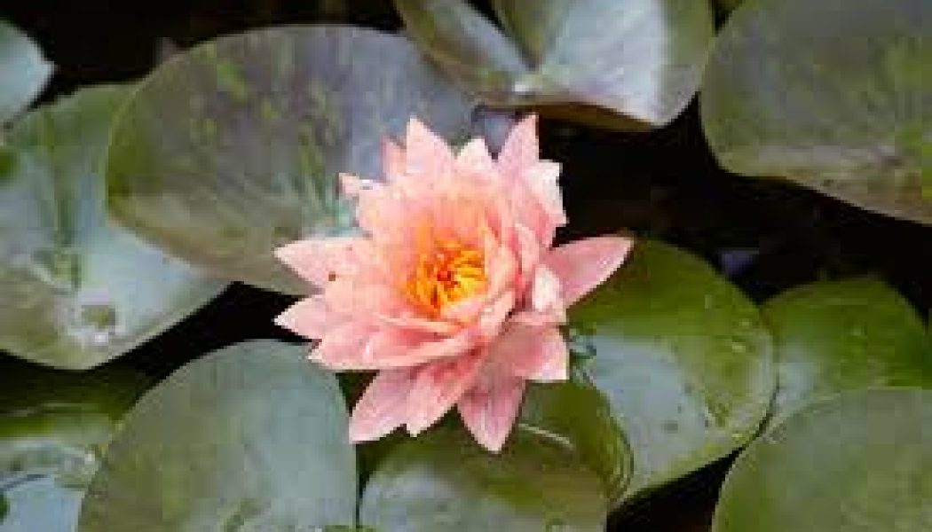 Water Lilly