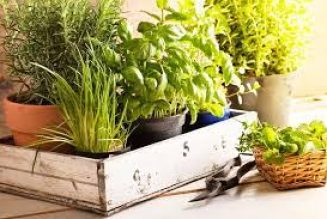 Growing Your Herbs Indoors