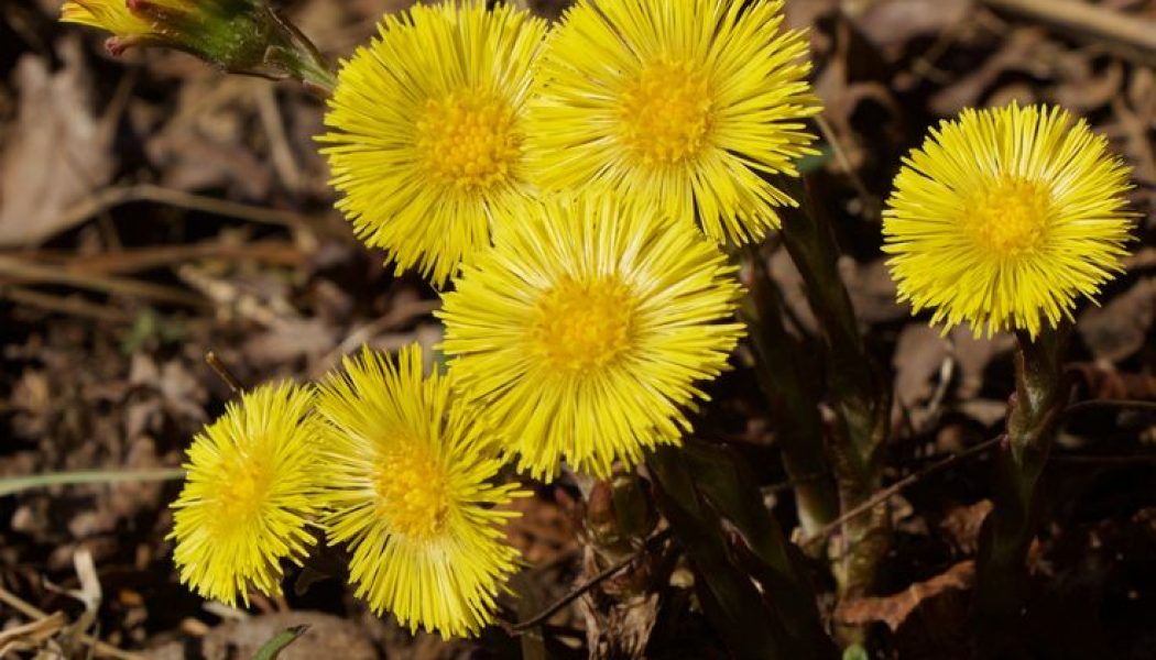 COLTSFOOT
