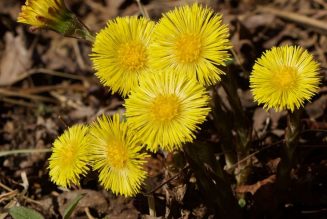 COLTSFOOT