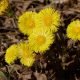 COLTSFOOT