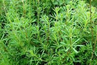 CLEAVERS