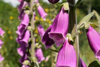 Fox Glove