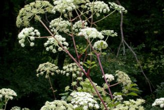 Angelica Tea