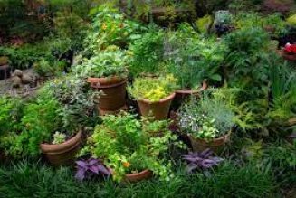 A Witch’s Glossary of Herbs