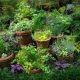 A Witch’s Glossary of Herbs