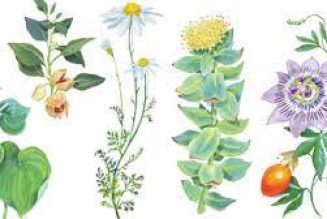 Anti-Anxiety Herbs