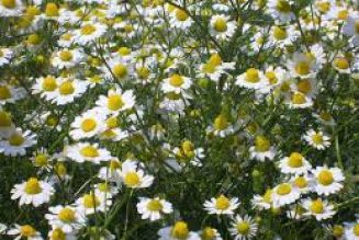 Chamomile