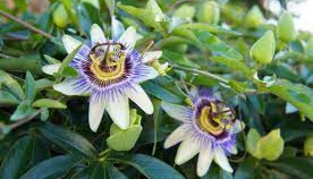 Herbal Cures for anxiety: Passionflower