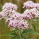 Herbal Cures for anxiety: VALERIAN