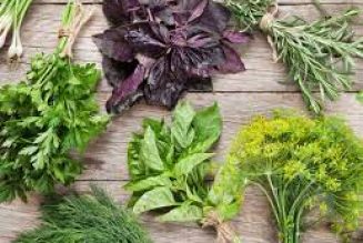 Herbs Listed by Medical Symptom