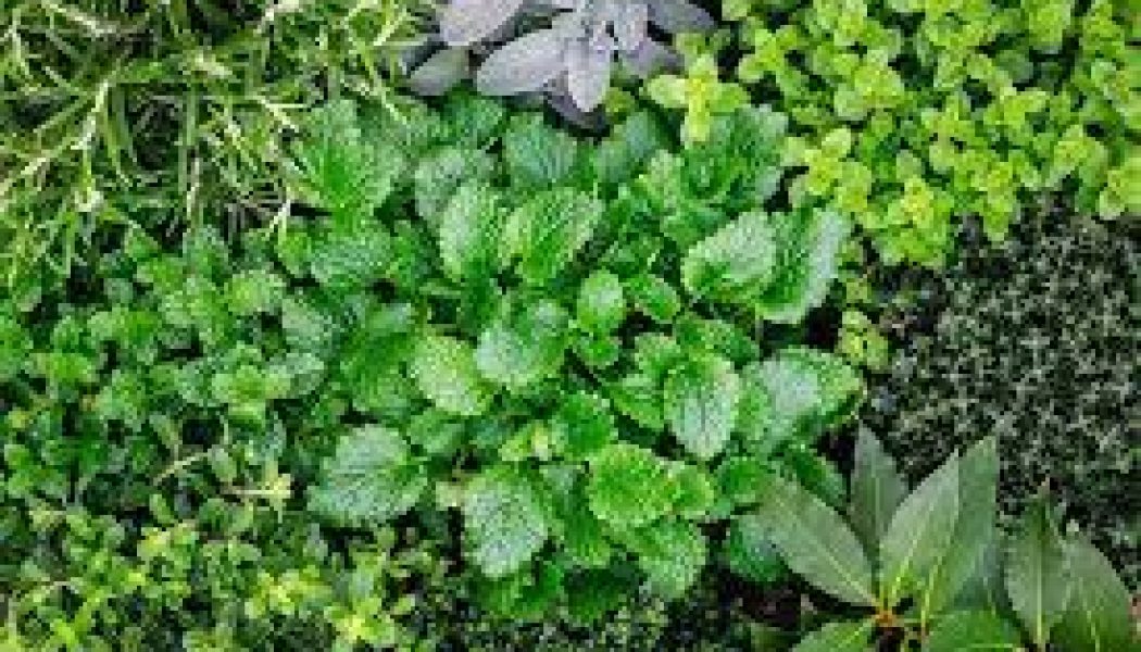 Herbs for Your Spring Garden