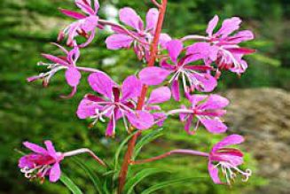 Willow Herb Epilobium