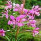 Willow Herb Epilobium