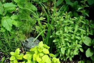 Plant and Herb Magick