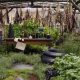 Your First Herb Garden