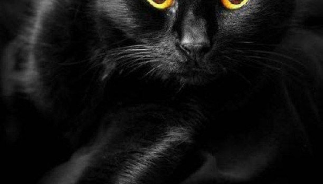 Black Cats Are Omens of Death