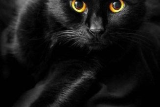 Black Cats Are Omens of Death