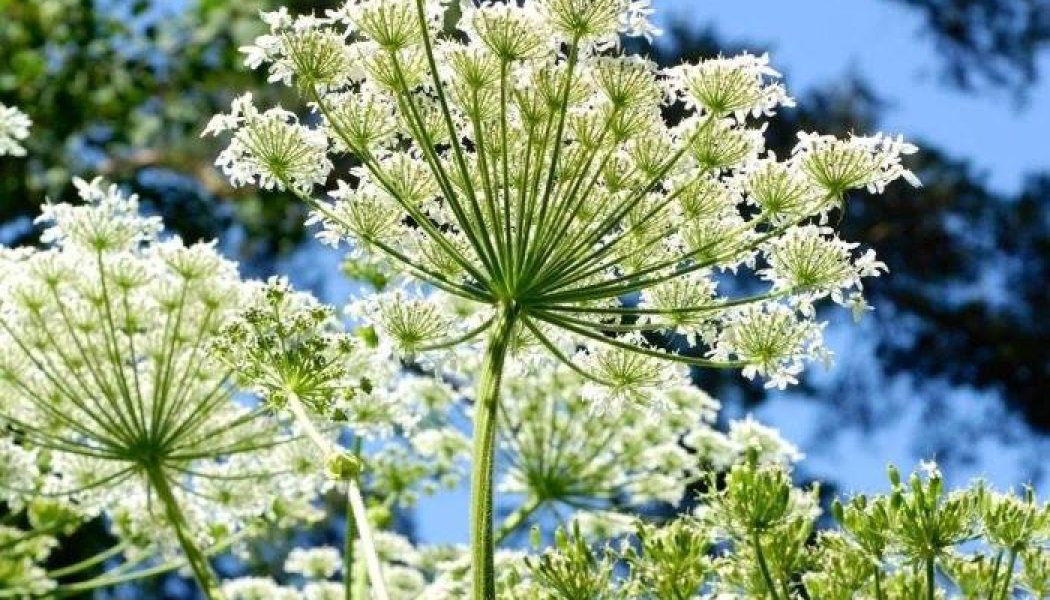 Angelica Leaves