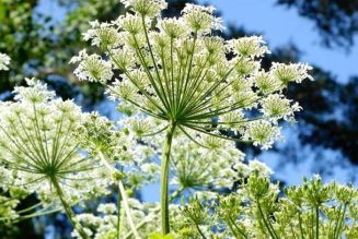 Angelica Leaves