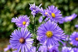 Aster