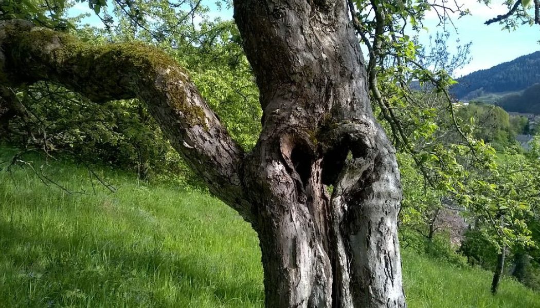 Apple Bark