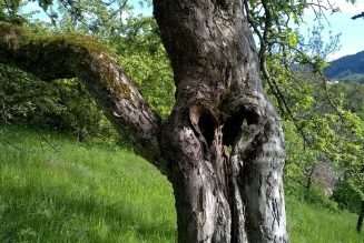 Apple Bark