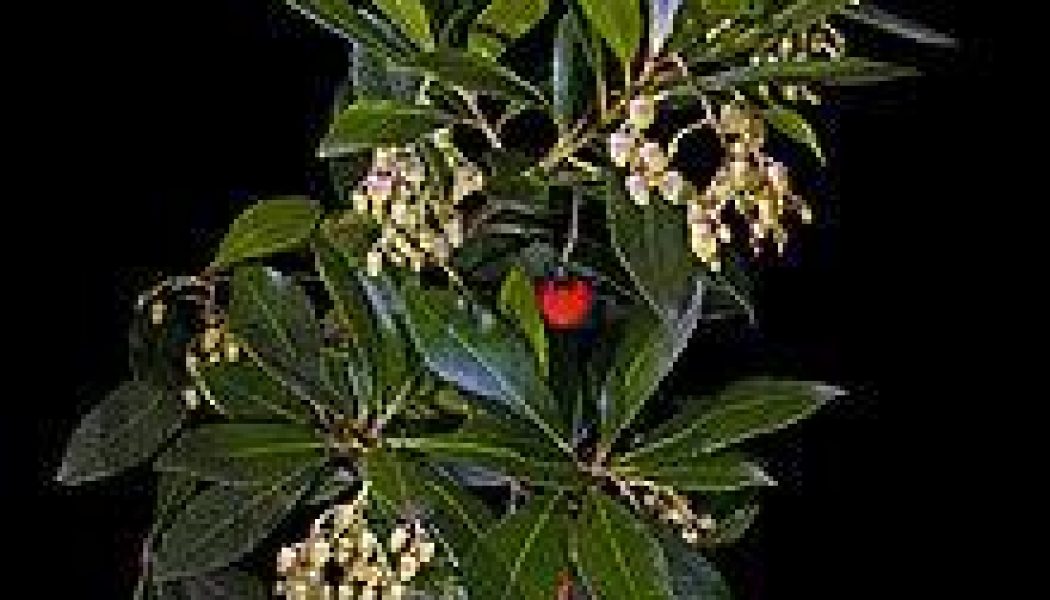 Arbutus