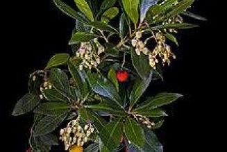 Arbutus