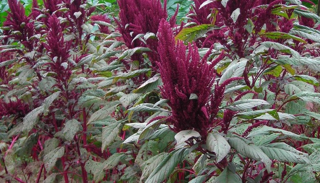 Amaranth