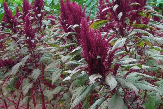 Amaranth