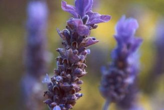 Lavender ~ Magickal Uses