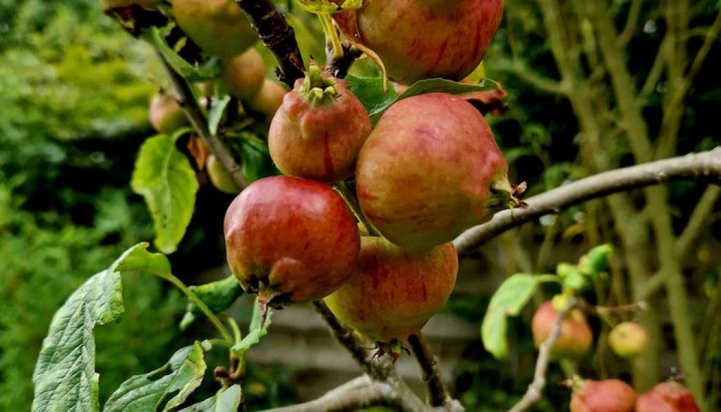 The Crab Apple Tree