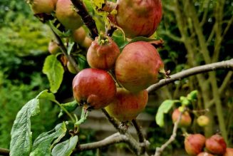 The Crab Apple Tree