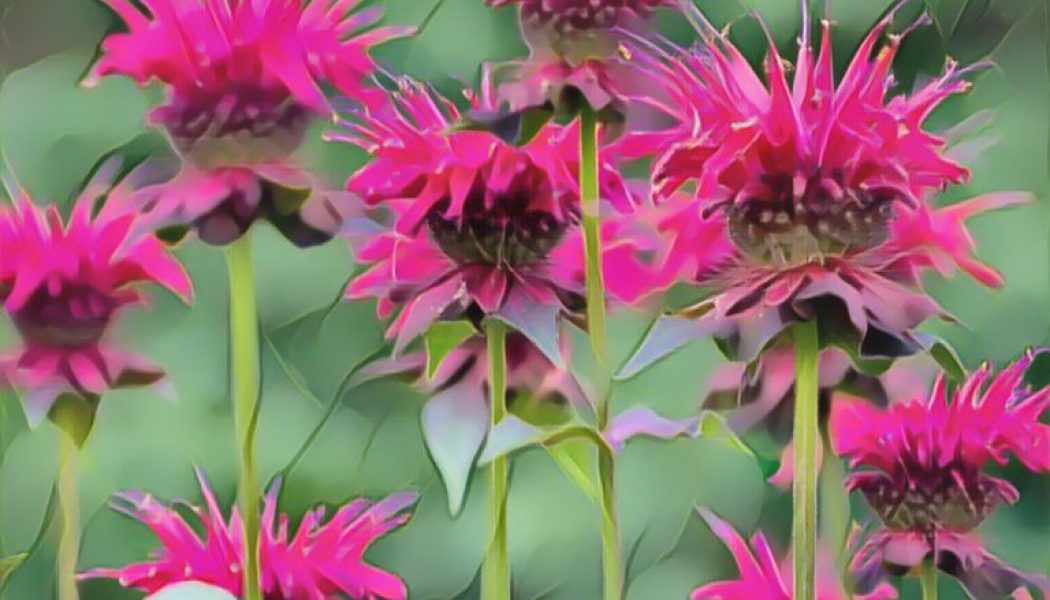 Bee Balm