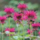 Bee Balm