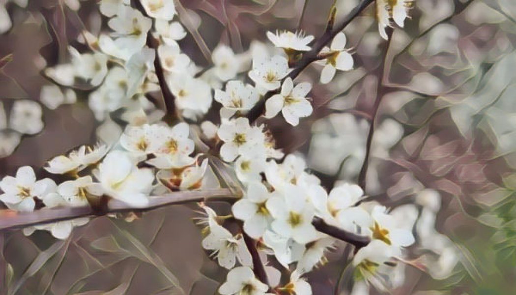 Blackthorn in Bloom