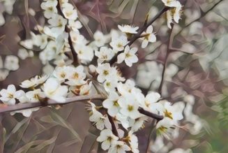 Blackthorn in Bloom