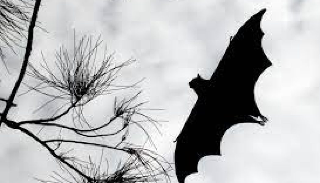 Bat Dreams