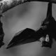 Black Bat Dreams