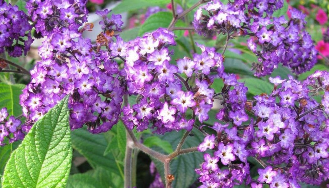 Heliotrope