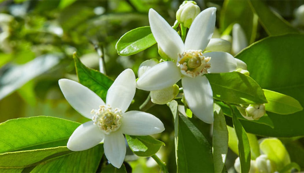 Neroli