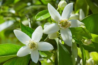 Neroli