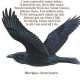 Ravens & Crows in Mythology