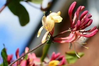 INCENSE/HERB HONEYSUCKLE